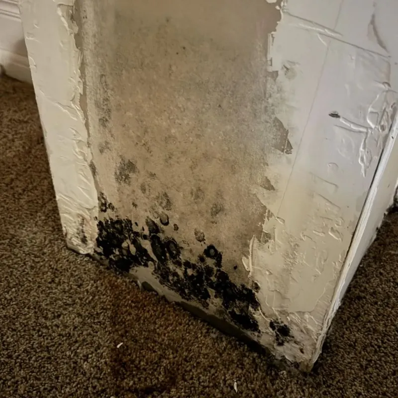 Professional Mold Removal in Dravosburg, PA